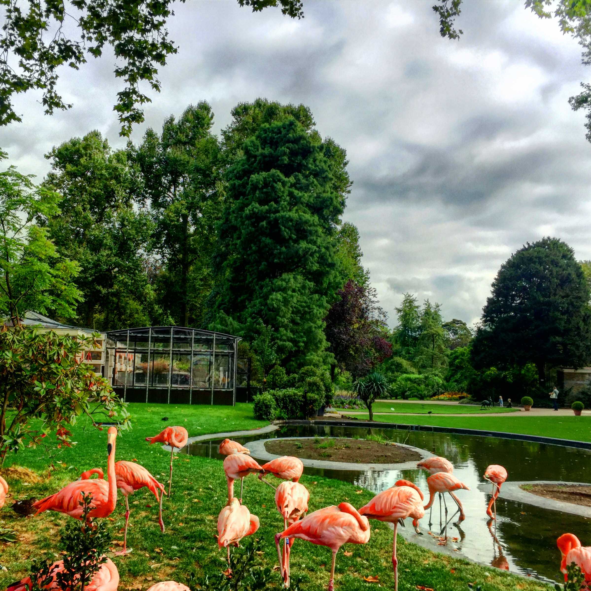 Pink flamingos in a park near a pond with canonical URL tags.