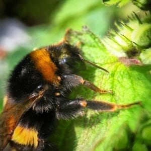 A bumblebee buzzing on a leaf, catching attention like Facebook advertising.