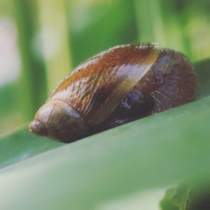 A snail is sitting atop a leaf, advertising on Facebook.