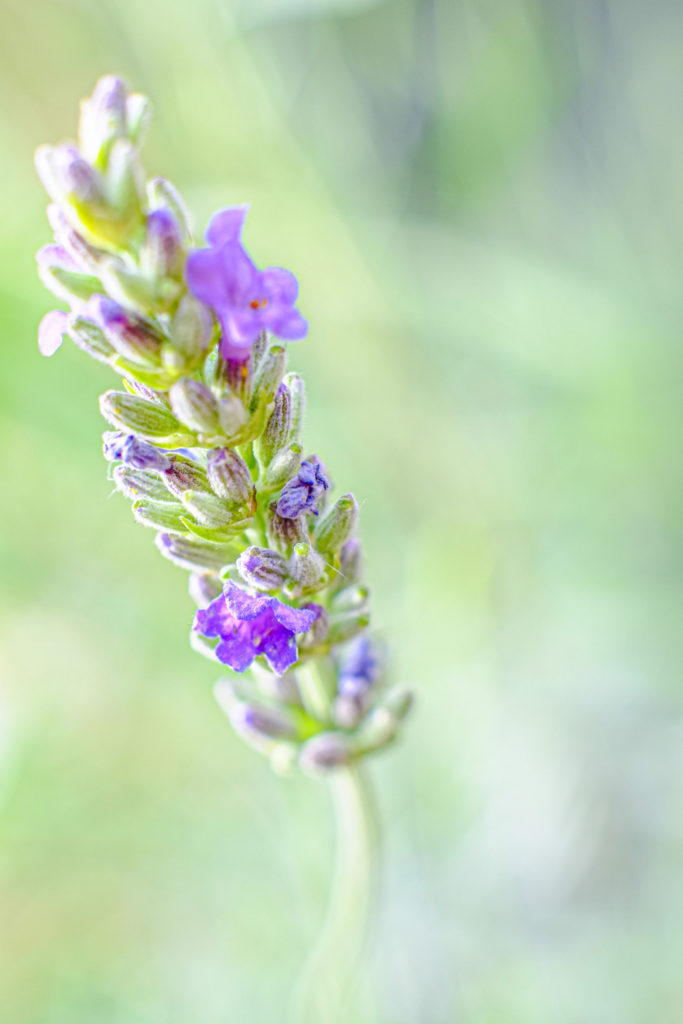 A single lavender flower against a soft green background