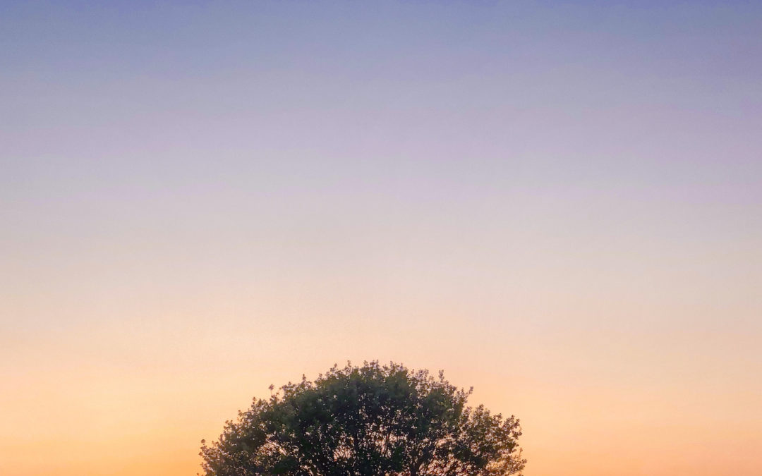 Farmfield tree under a gradient sunset sky