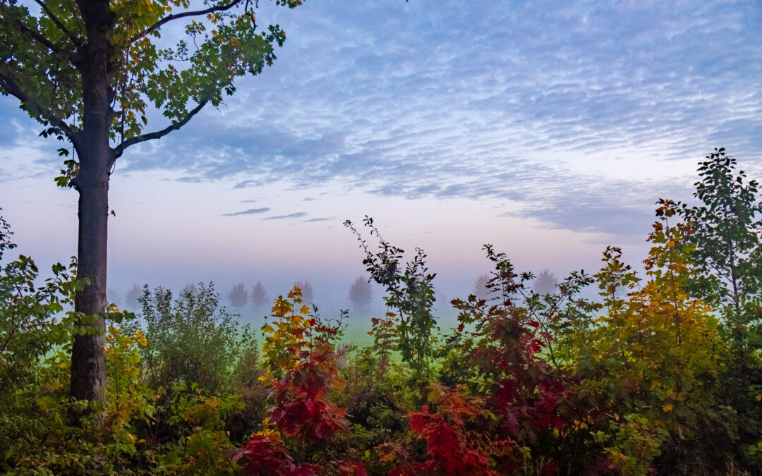 Capturing Autumn's Essence: The Art of Fall Photography amidst a foggy morning with colorful trees and bushes.