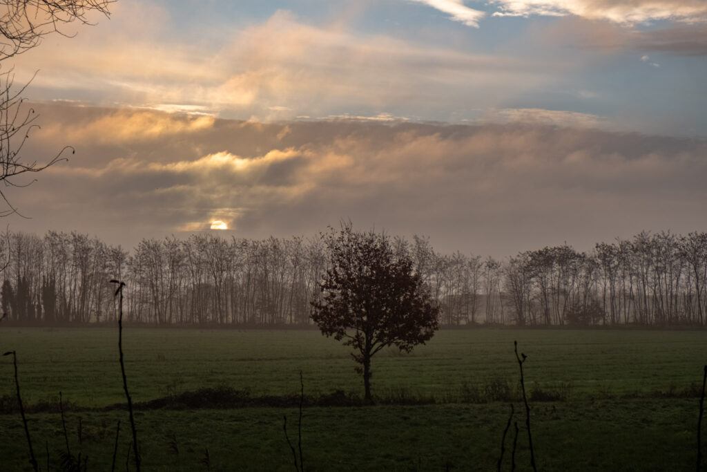 Capturing the essence of autumn: A misty sunrise over a field with trees.