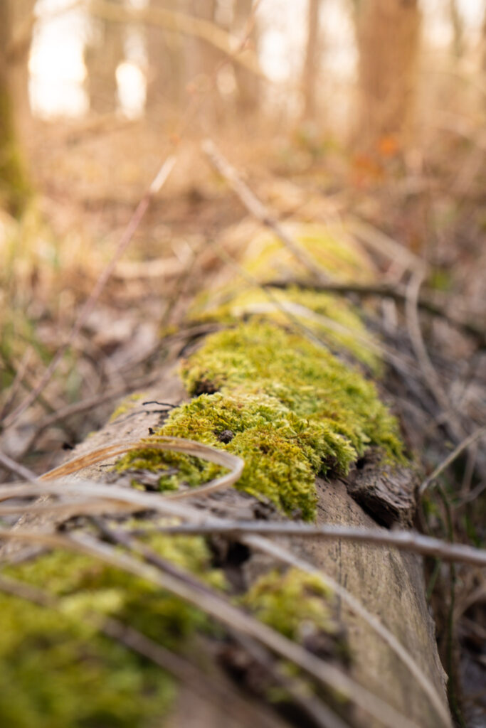 Capturing the essence of autumn: Moss on a log in the woods.