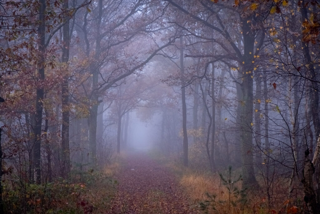 A foggy path in a wooded area, exploring the concept of mindfulness in photography.