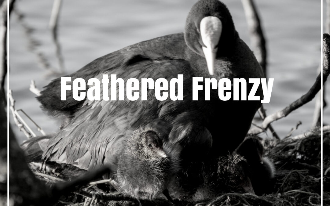 Feathered Frenzy: Capturing Nature’s Sitcom with the Canon R5