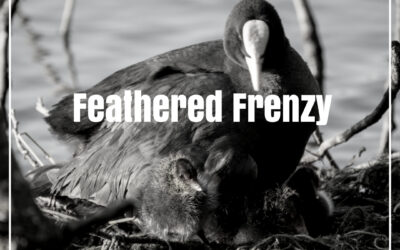 Feathered Frenzy: Capturing Nature’s Sitcom with the Canon R5