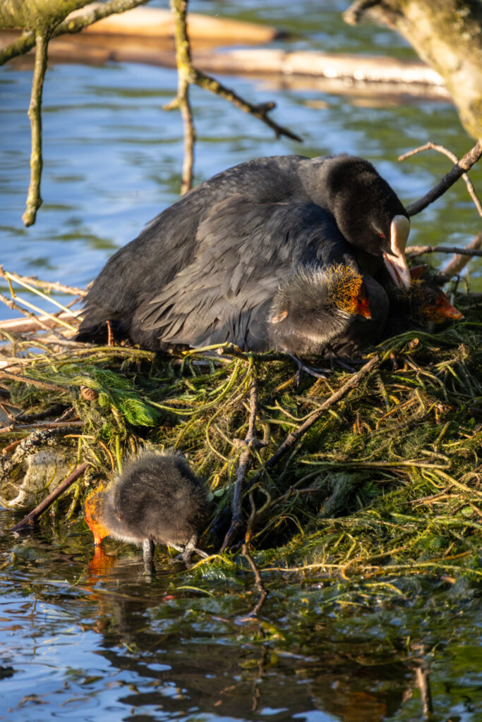 A bird is sitting on a nest in the water, embodying a feathered frenzy.