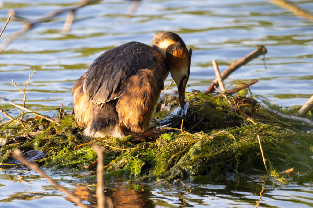 A bird is sitting on a nest in the water, starring in Nature’s Sitcom.