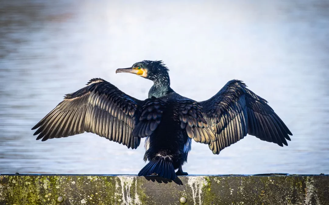 Winged Majesty: A Photographic Odyssey with the Great Cormorant